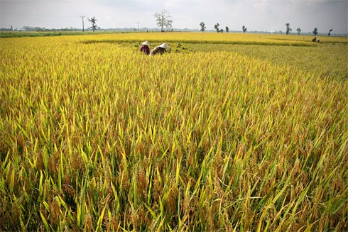 International community praises Vietnamese agriculture - ảnh 1